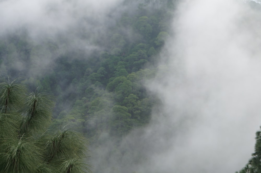 a mountain covered in fog and clouds with trees in the foreground