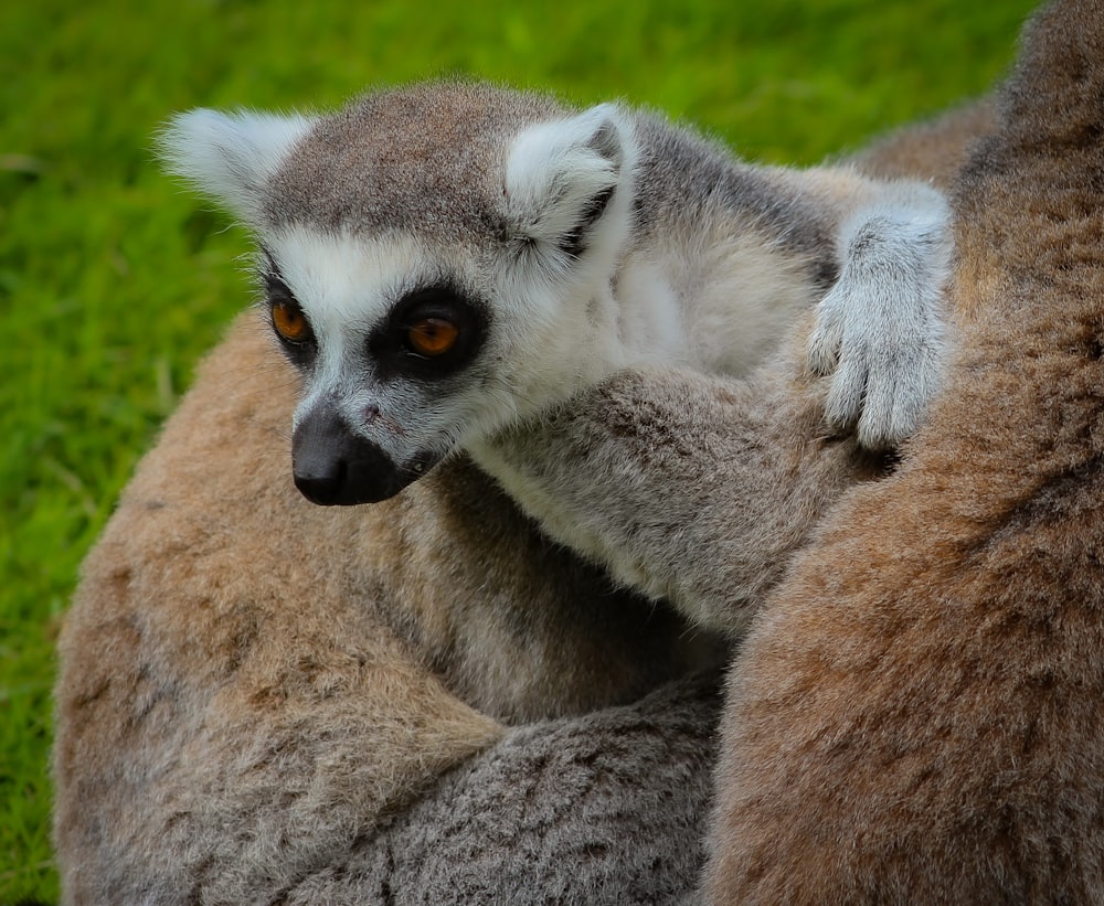 a close up of two animals in a field