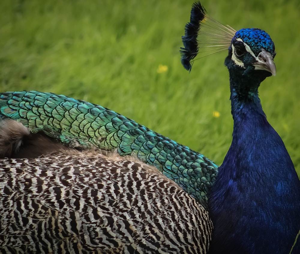 two peacocks are standing in a grassy field