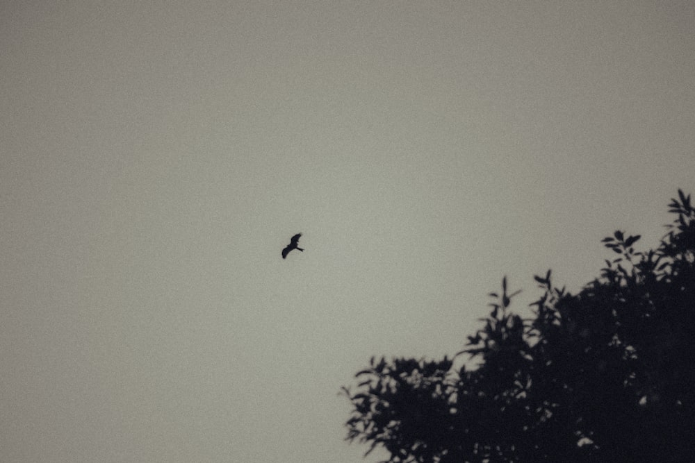 a black and white photo of a bird flying in the sky