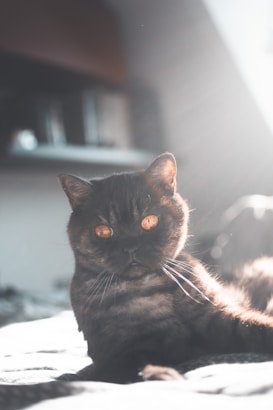 A black cat with striking orange eyes lies on a bed, bathed in soft sunlight streaming through a nearby window. The background is blurred, hinting at a cozy indoor environment with bookshelves partially visible.