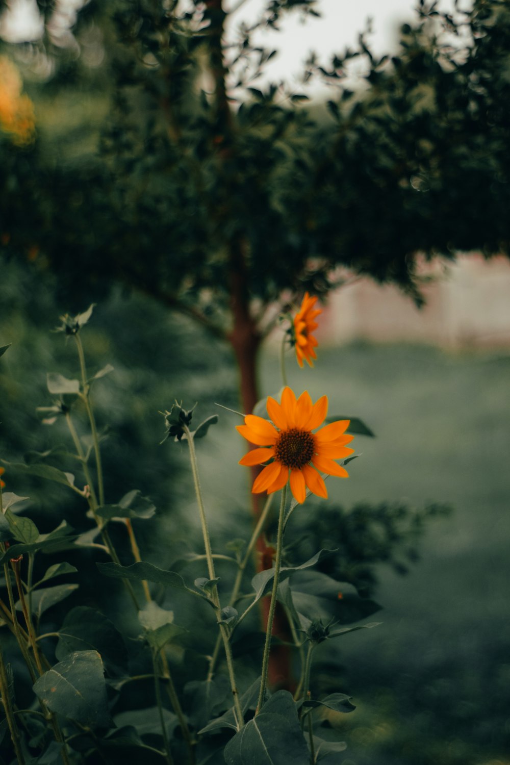 a field of sunflowers in the middle of the day