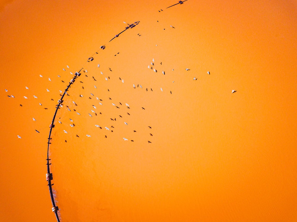 a large flock of birds flying in the sky