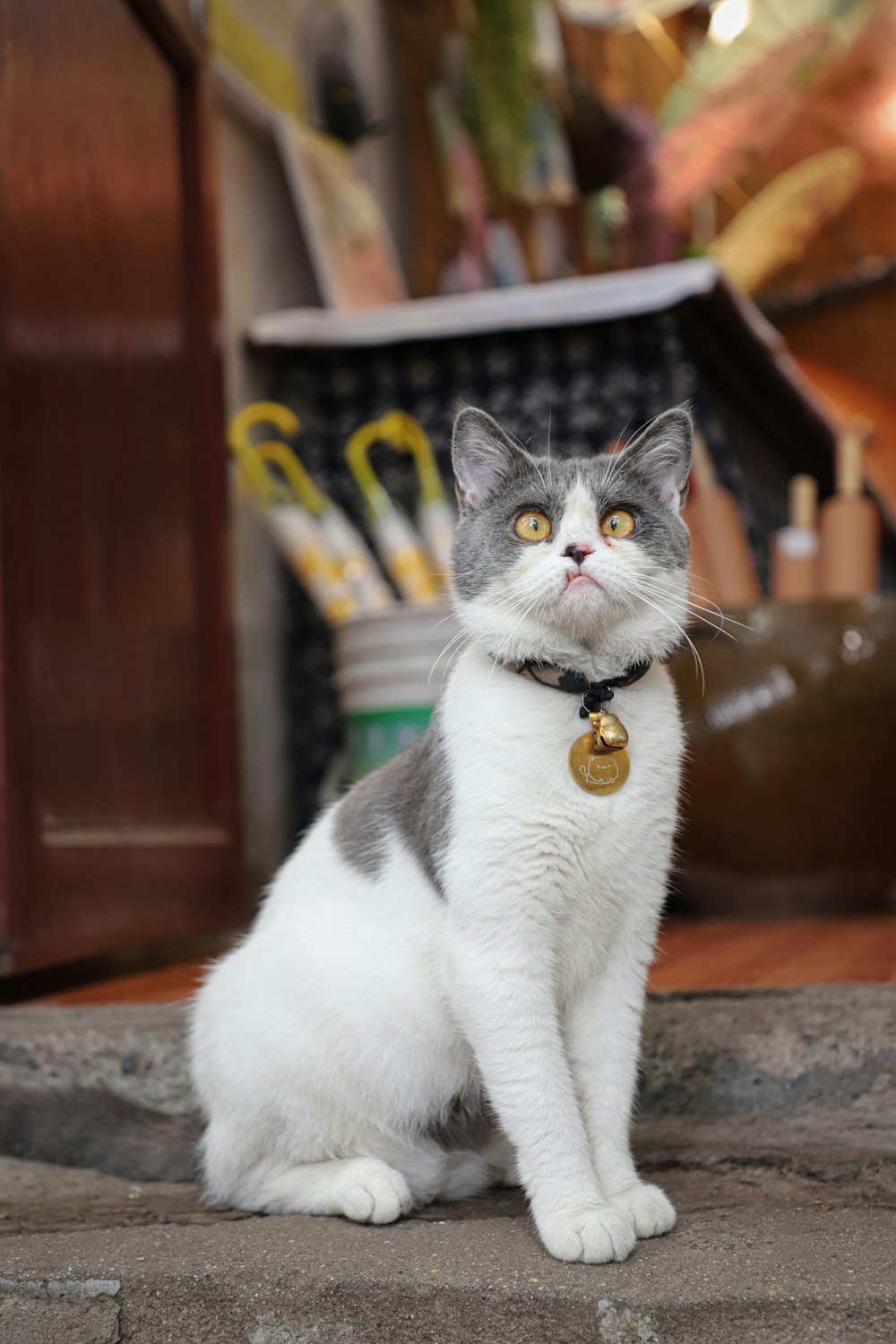a gray and white cat sitting on a step