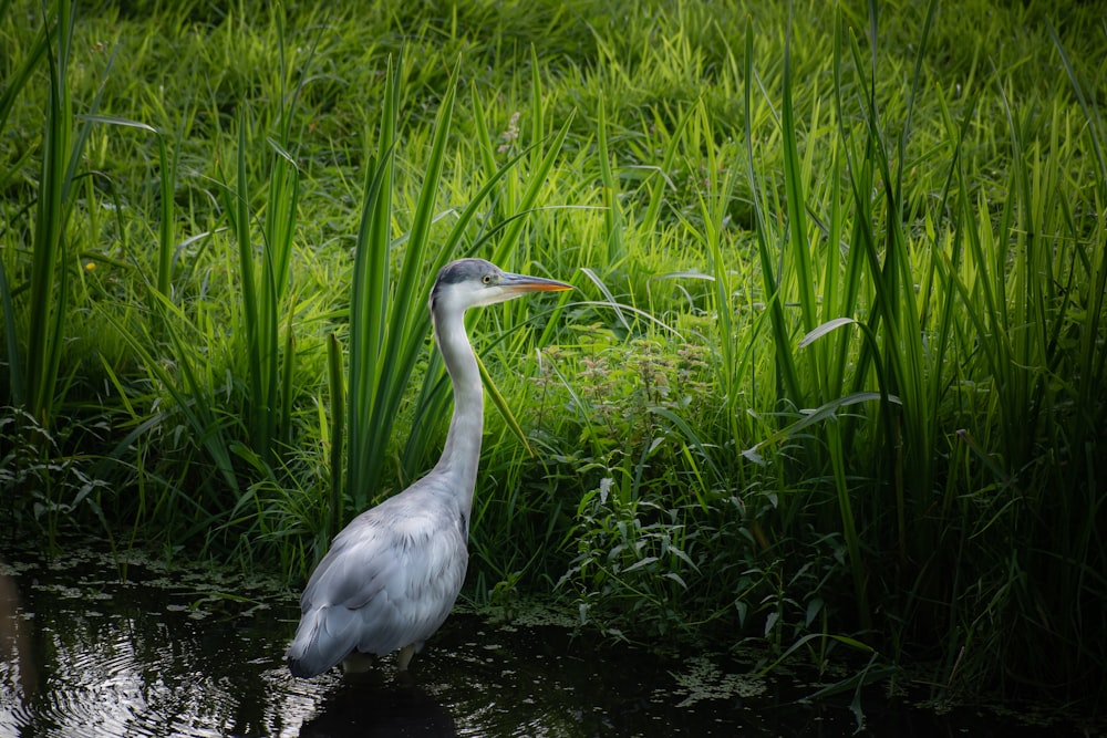 a bird standing in a body of water next to tall grass