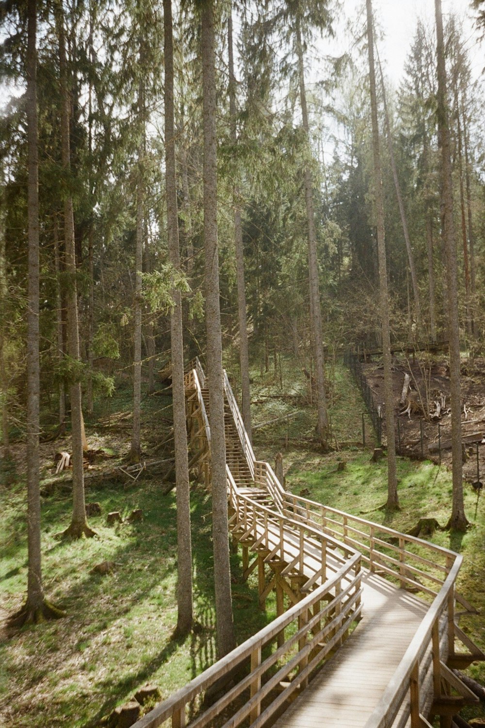 a wooden walkway in the middle of a forest