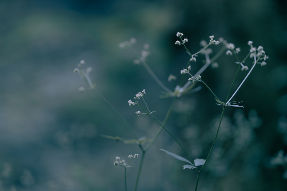 a close up of a plant with white flowers