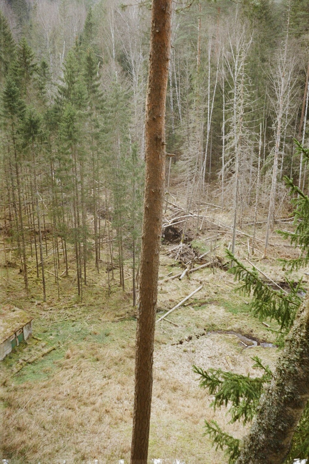 Un bosque lleno de muchos árboles altos