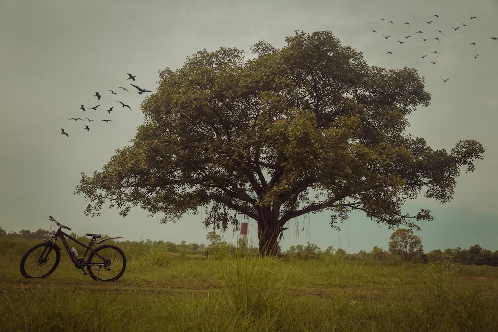 uma bicicleta estacionada ao lado de uma árvore grande em um campo