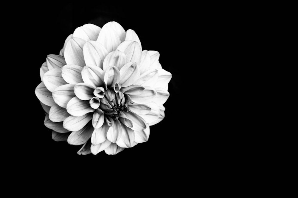 a black and white photo of a flower