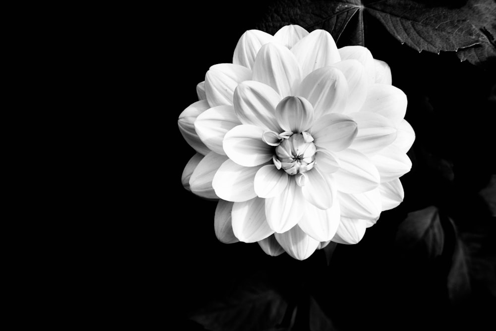 a black and white photo of a flower