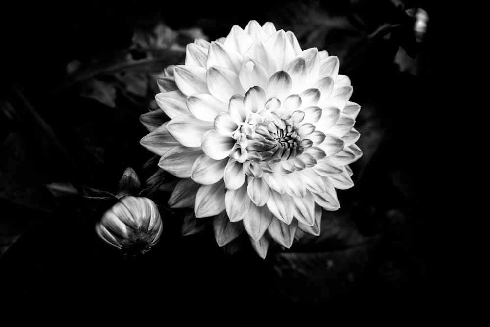 a black and white photo of a flower