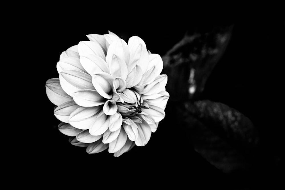 una foto in bianco e nero di un fiore