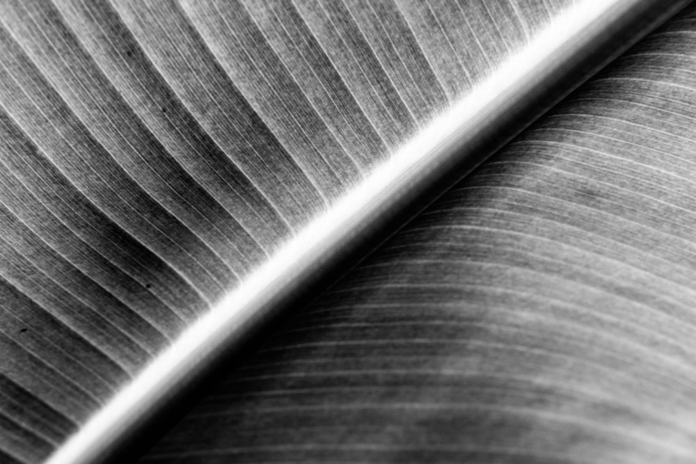 a black and white photo of a banana leaf