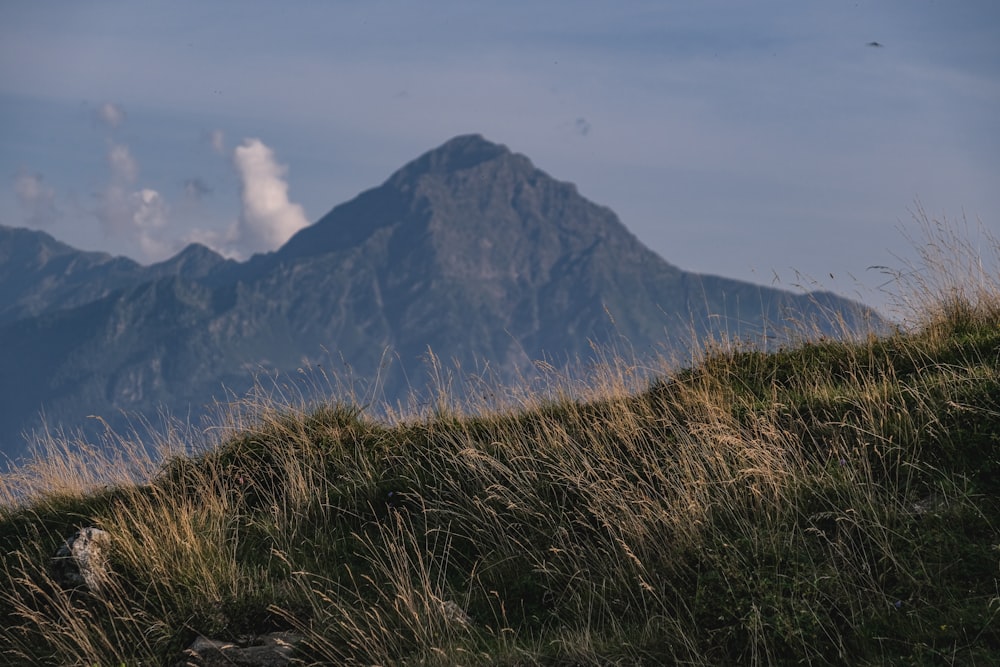 a grassy hill with a mountain in the background