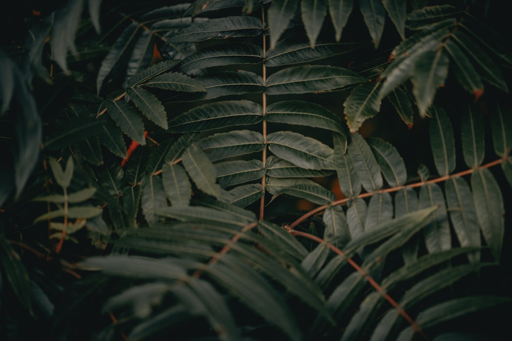 a close up of a plant with many leaves