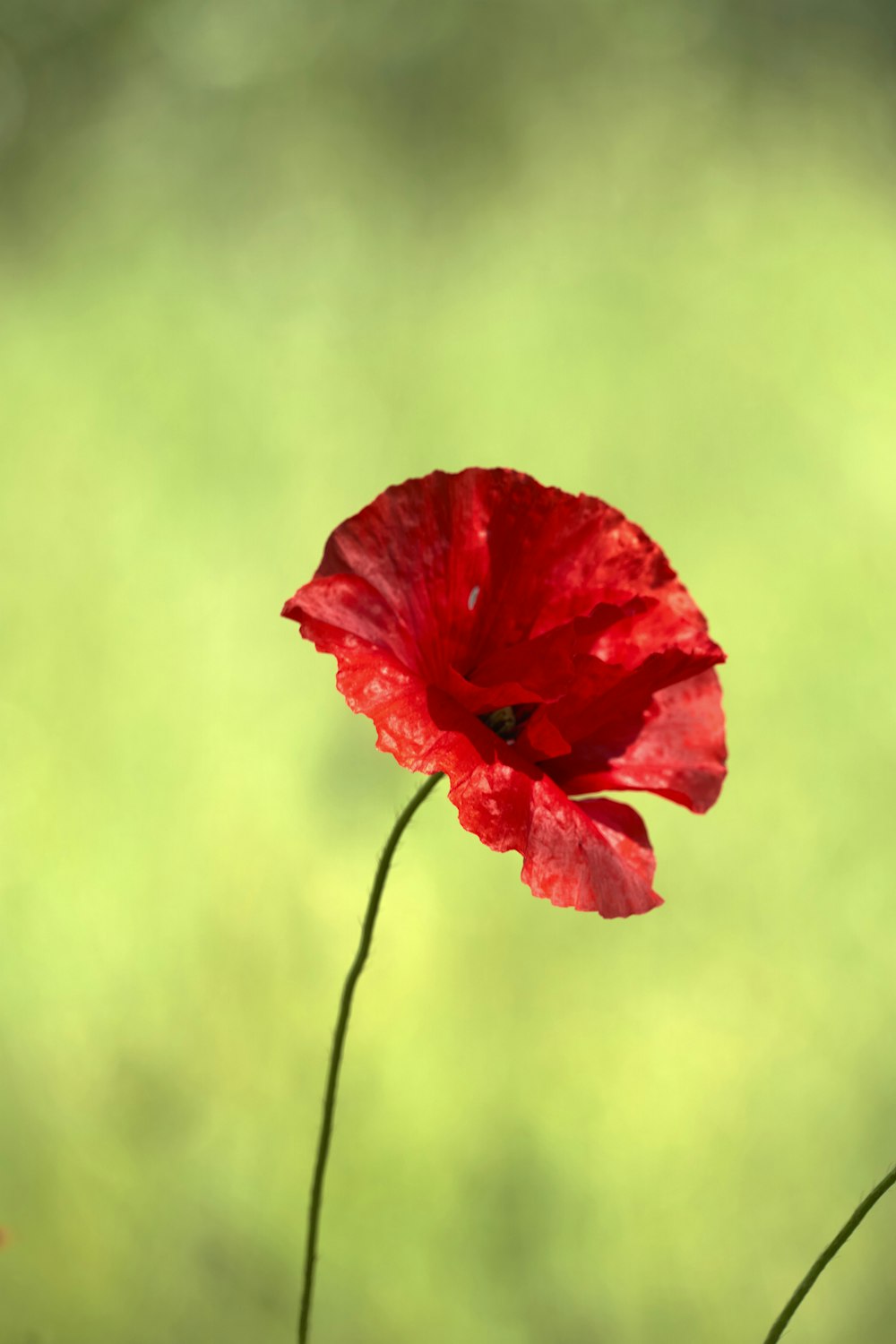 a close up of a red flower with a blurry background