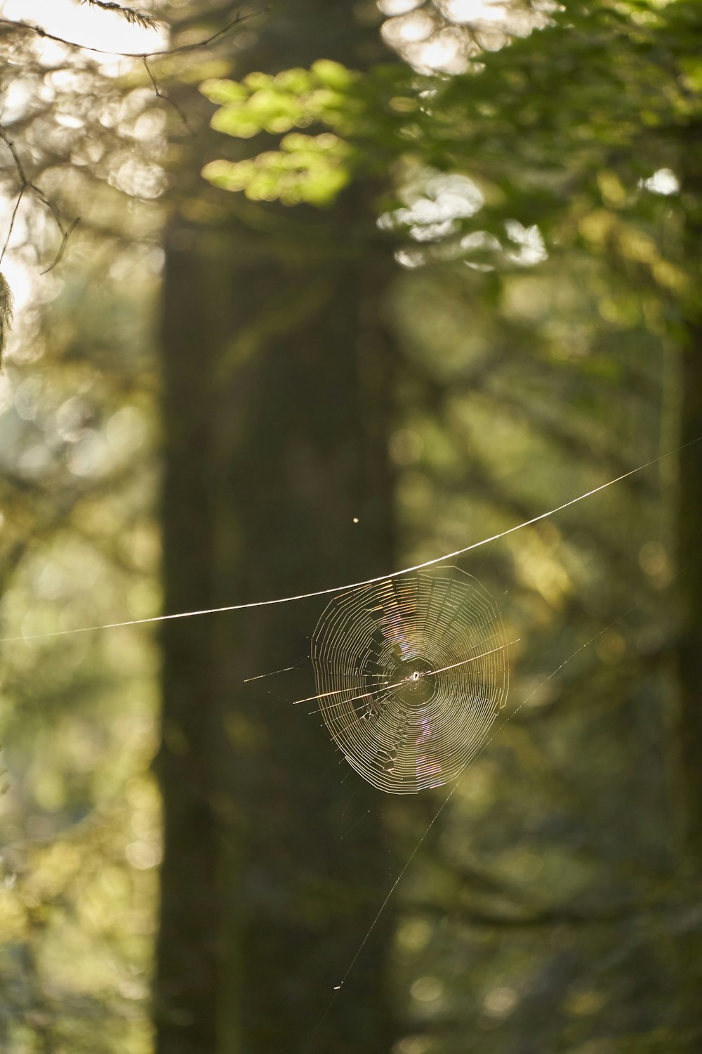 a spider web in the middle of a forest