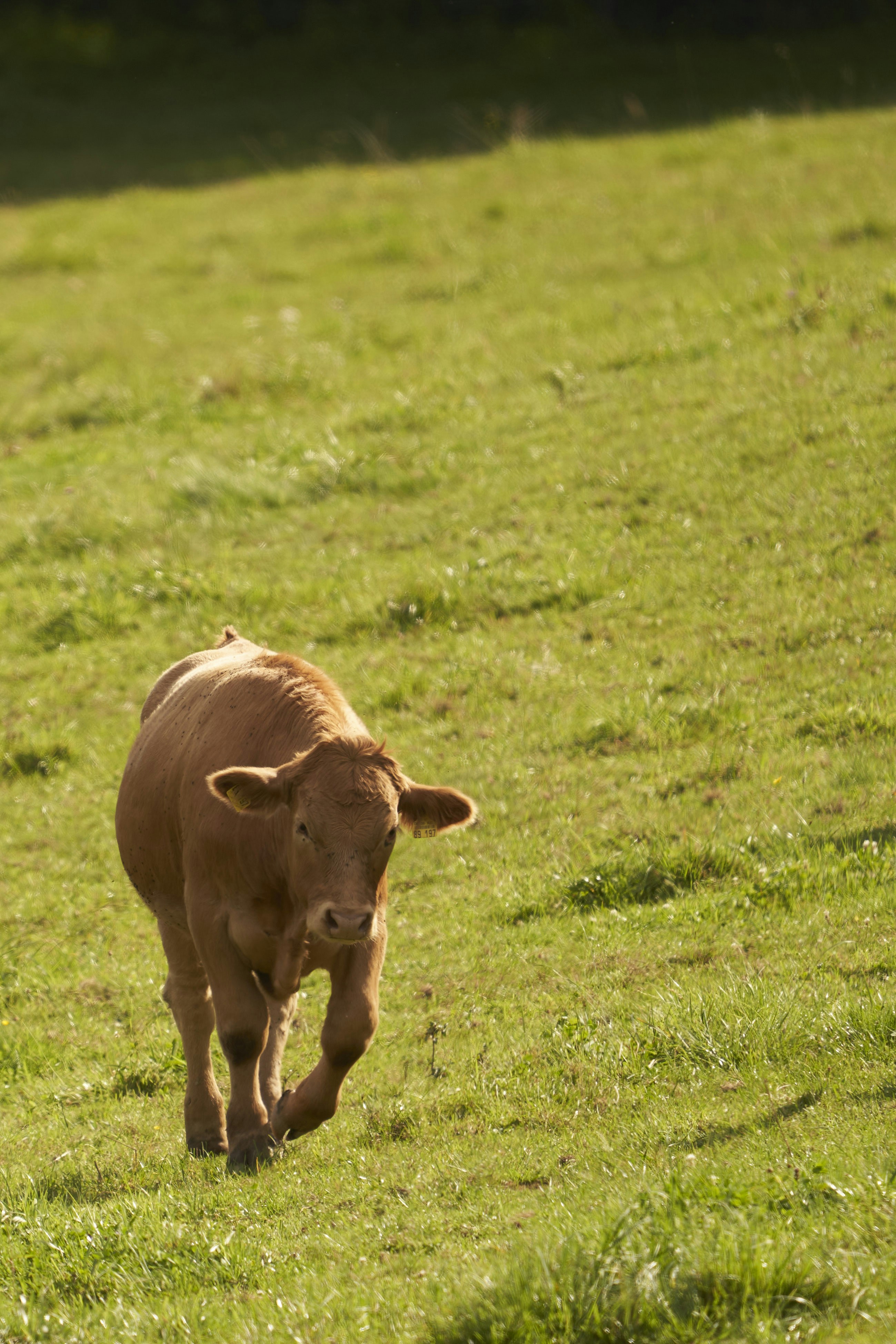 a brown cow walking across a lush green field