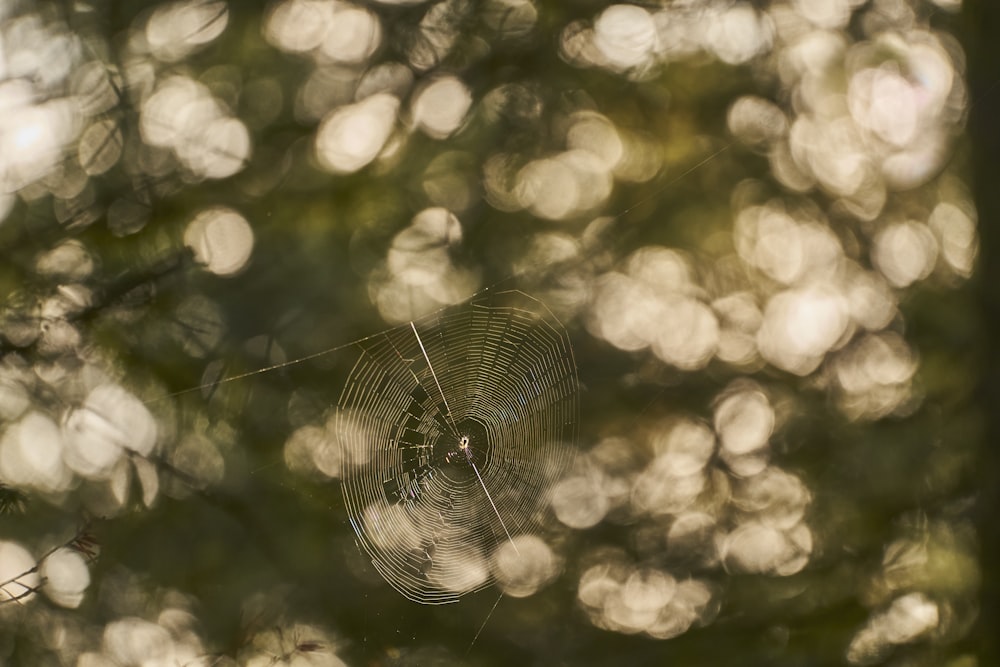 a spider web in the middle of a forest