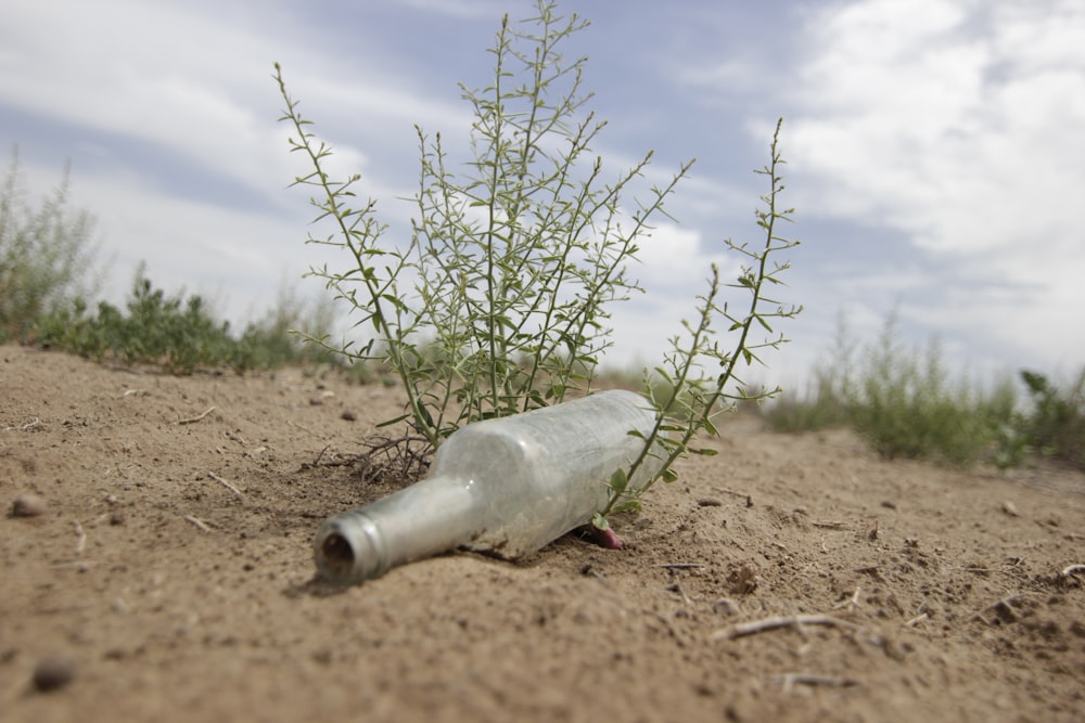 a bottle that is sitting in the dirt