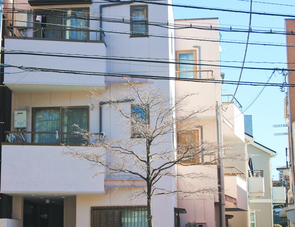 a tall white building with a tree in front of it