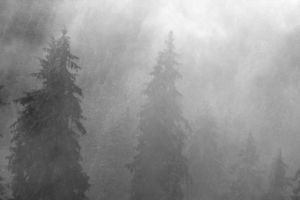 a black and white photo of a foggy forest