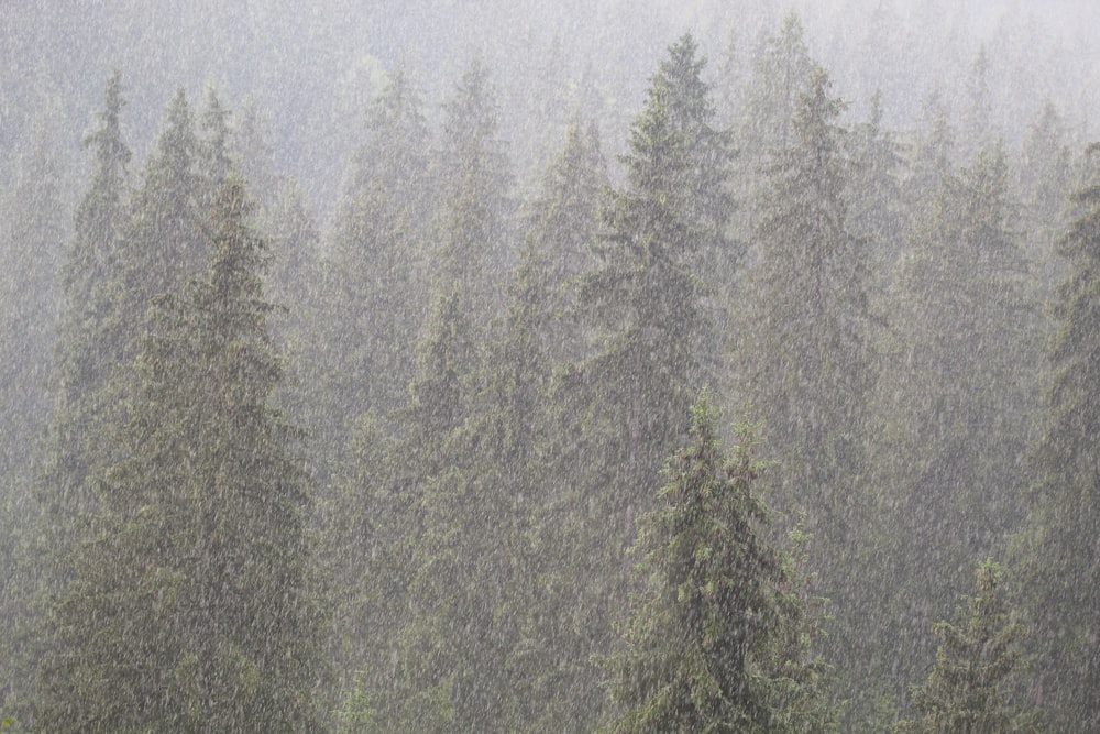 a forest filled with lots of trees covered in rain