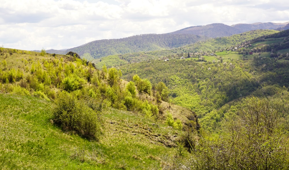 a lush green hillside covered in lots of trees