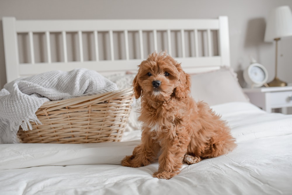 バスケットの隣のベッドの上に座っている茶色の犬