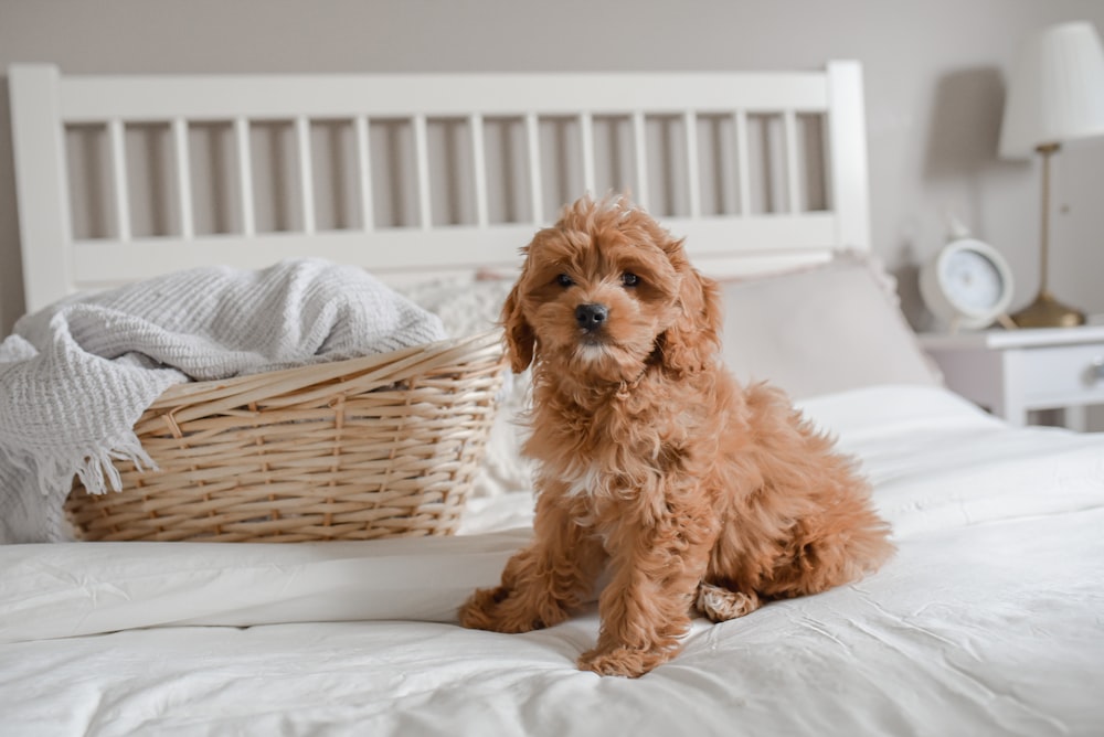 a brown dog sitting on top of a bed next to a basket