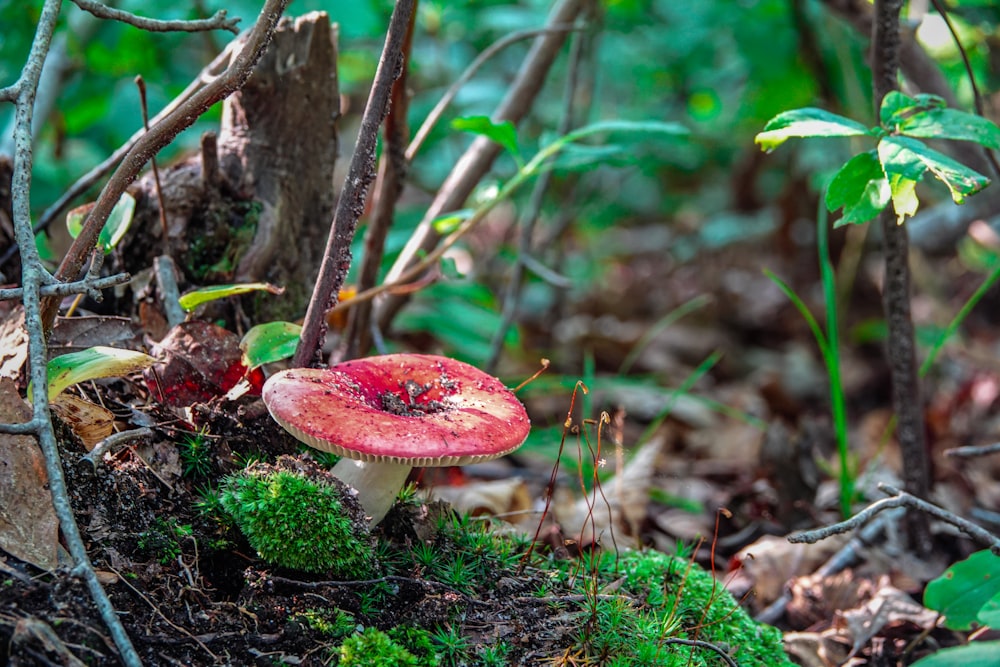 a red mushroom sitting on top of a lush green forest