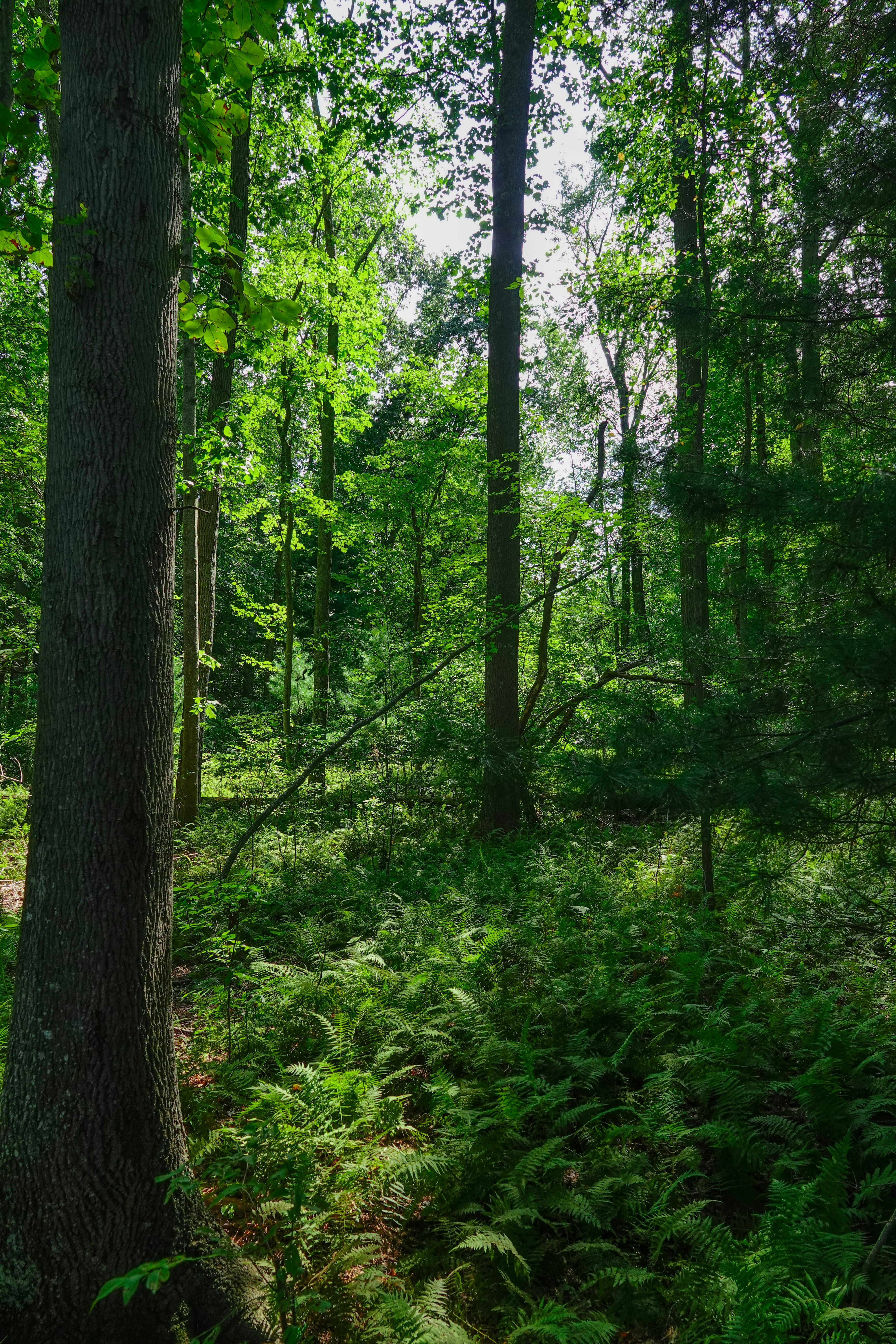 A lush green forest filled with lots of trees photo – Free Blydenburgh ...