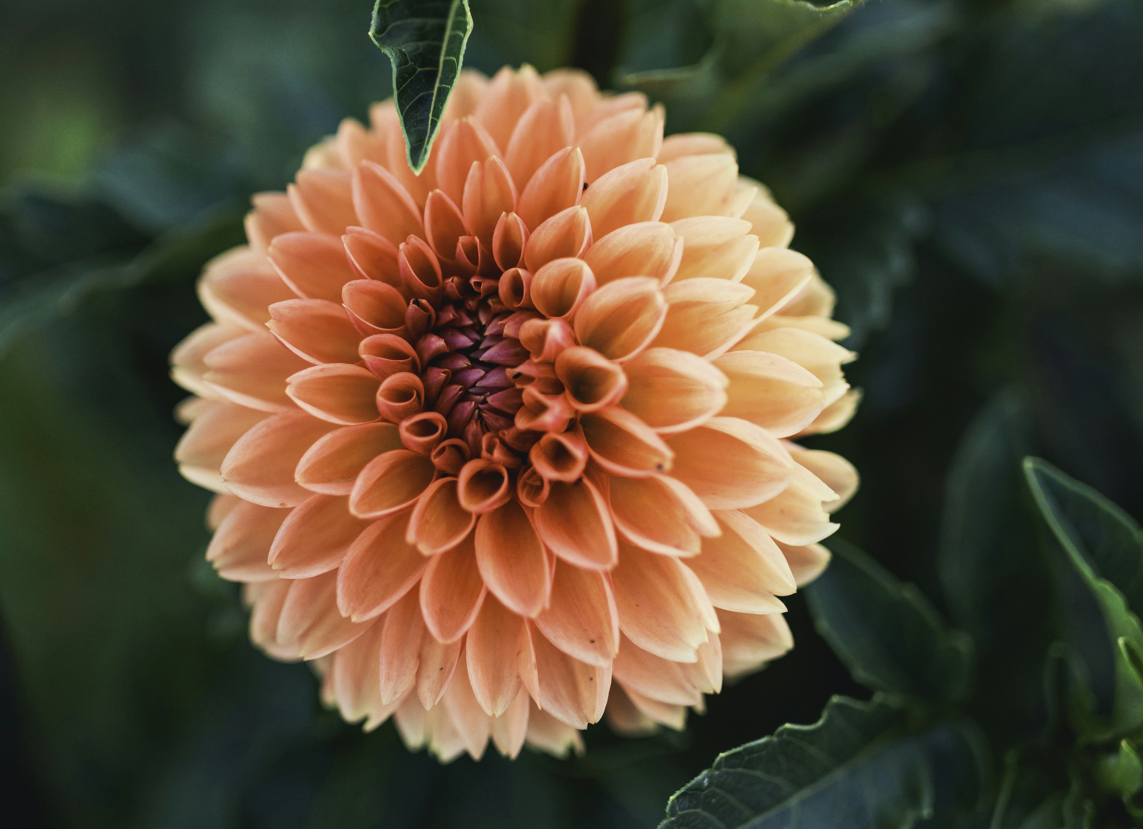 a large orange flower with green leaves around it