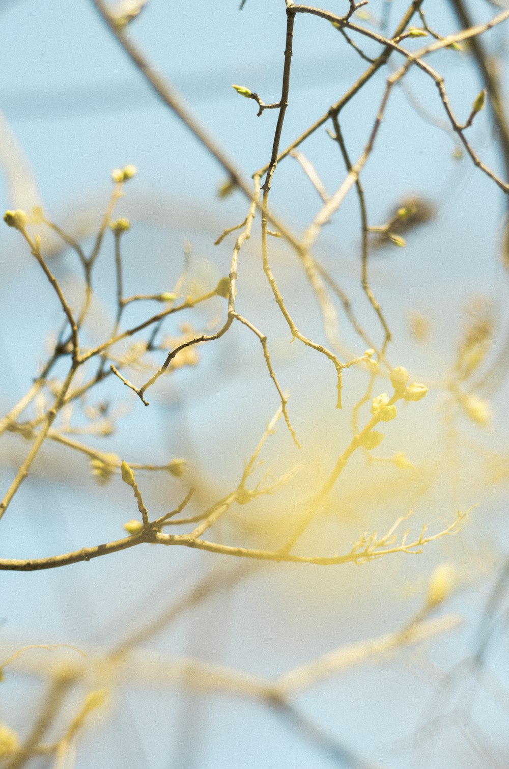 a bird is perched on a tree branch