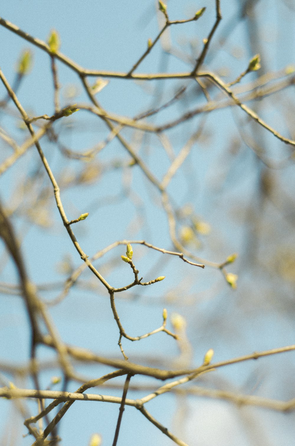 a bird is perched on a tree branch