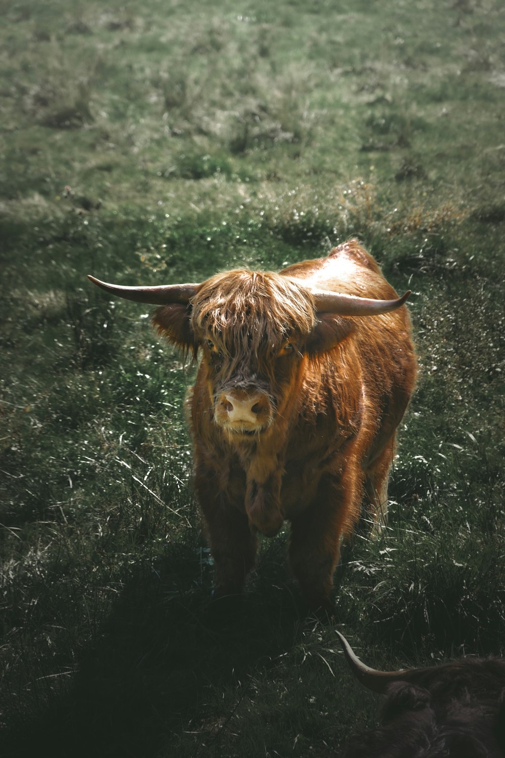 a brown cow standing on top of a lush green field