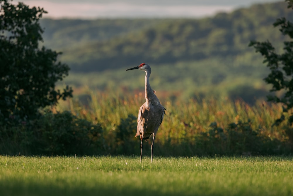 a large bird standing on top of a lush green field