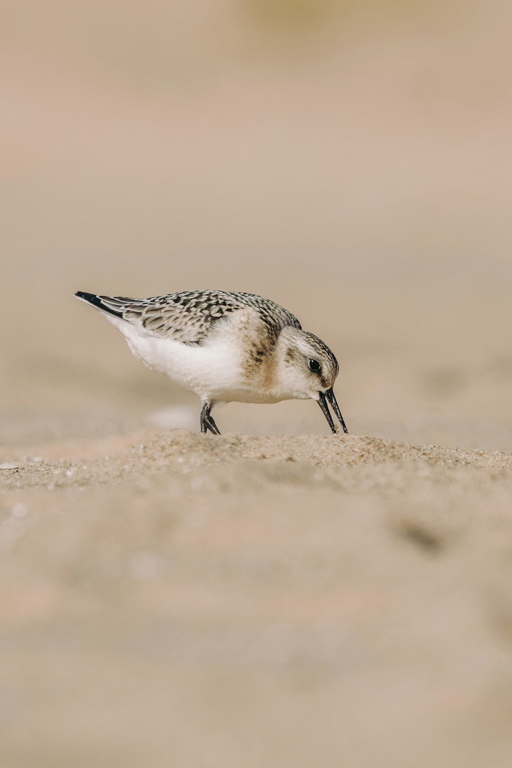 a small bird standing on top of a sandy beach