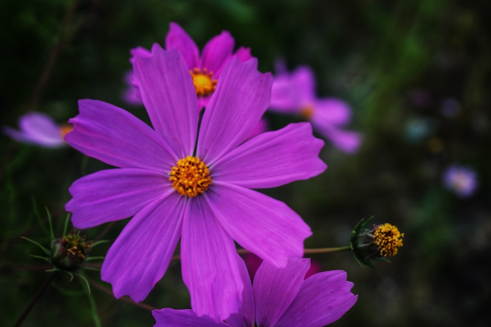 Un primo piano di un fiore viola con uno sfondo sfocato