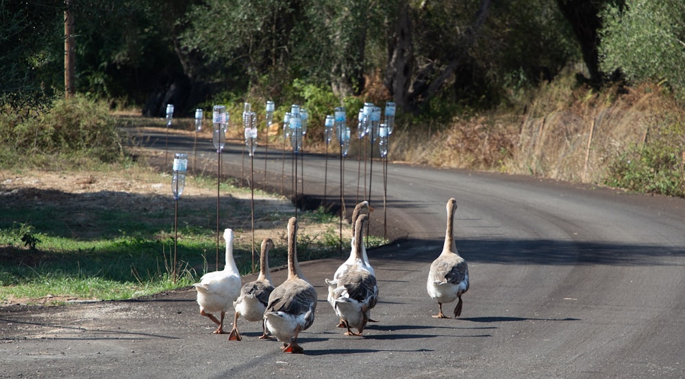 a group of geese walking down a road