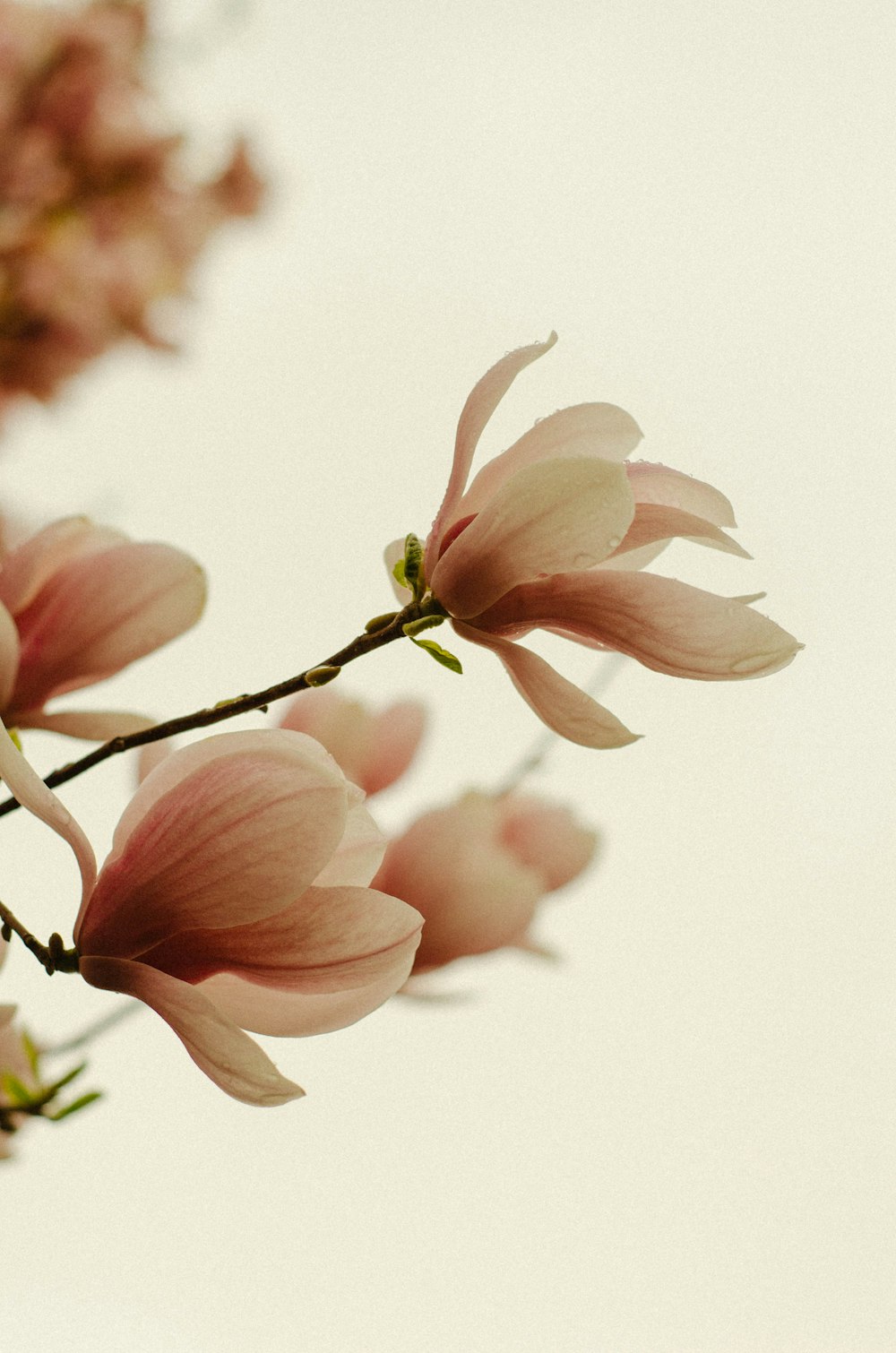 a branch of a tree with pink flowers