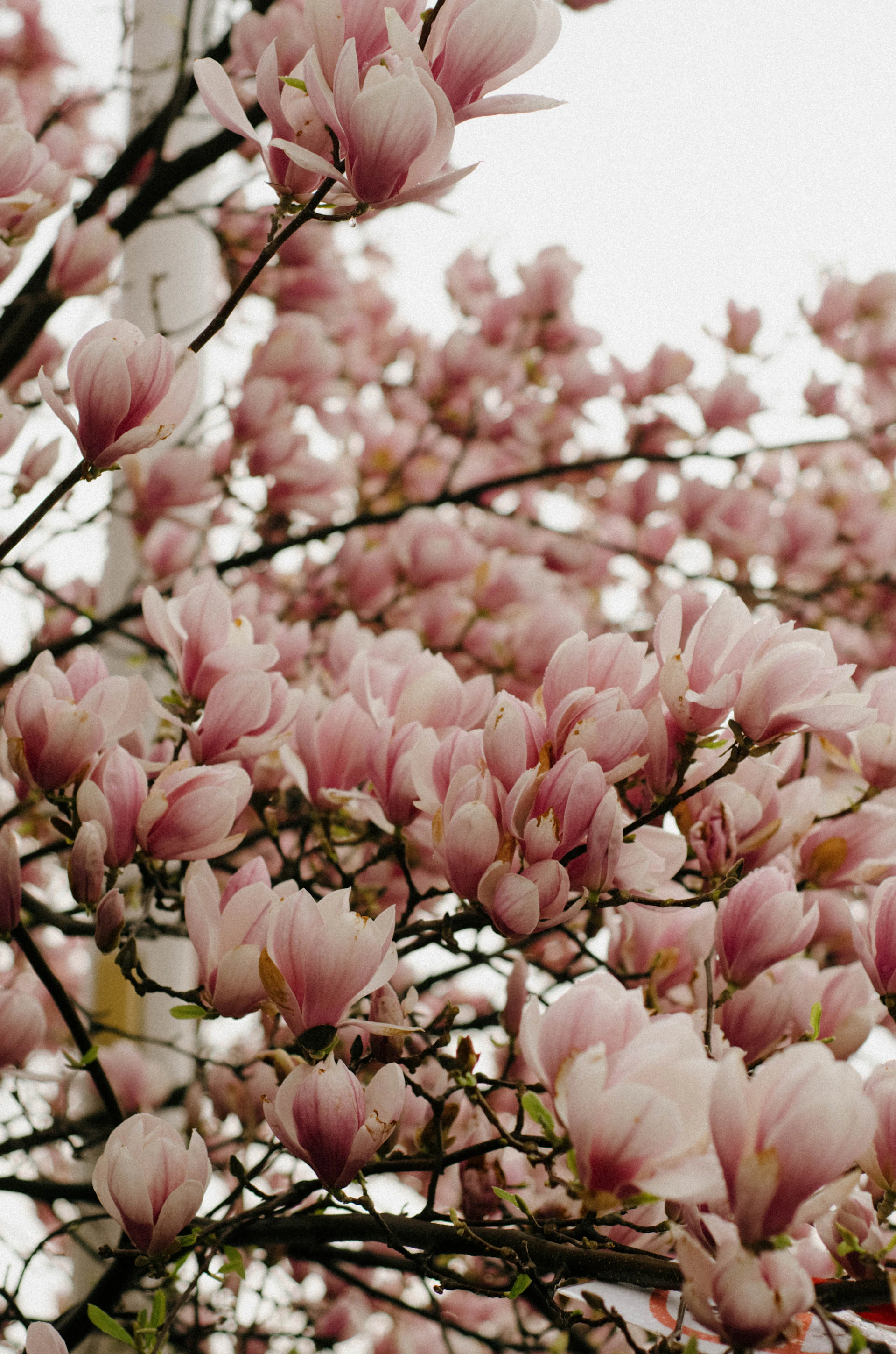 a tree filled with lots of pink flowers