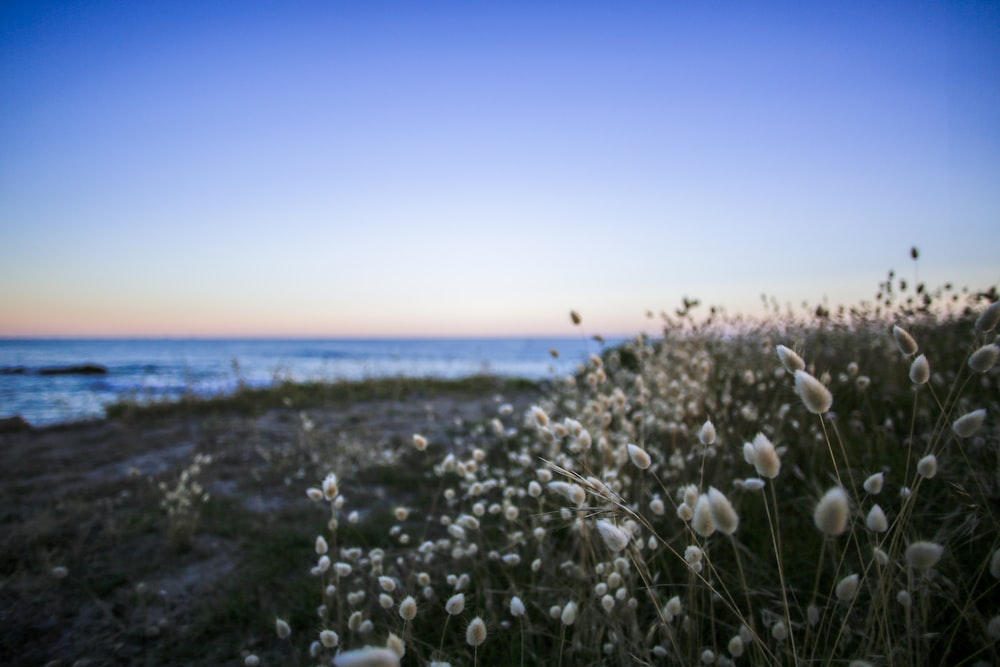 a field of white flowers next to a body of water