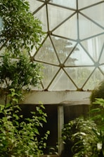A lush, green environment with abundant foliage surrounding a large geometric glass structure. The glass has a web-like pattern and allows natural light to filter through. The space appears to be a greenhouse or a conservatory, providing a tranquil atmosphere filled with various types of plants thriving under the dappled sunlight.