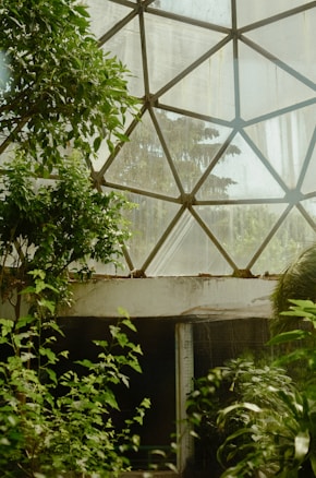 A lush, green environment with abundant foliage surrounding a large geometric glass structure. The glass has a web-like pattern and allows natural light to filter through. The space appears to be a greenhouse or a conservatory, providing a tranquil atmosphere filled with various types of plants thriving under the dappled sunlight.