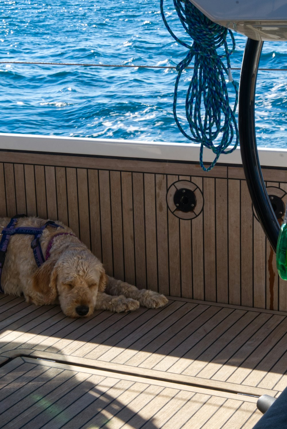 a dog laying on the deck of a boat