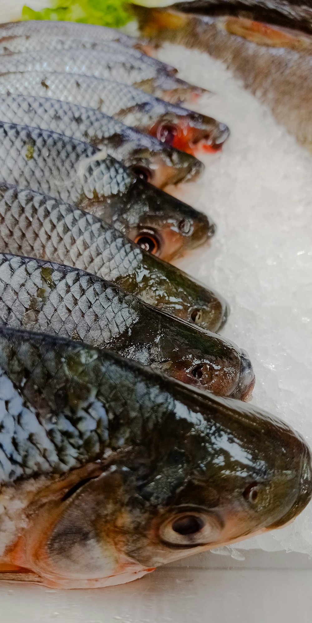 ein Haufen Fische, die auf Eis sind