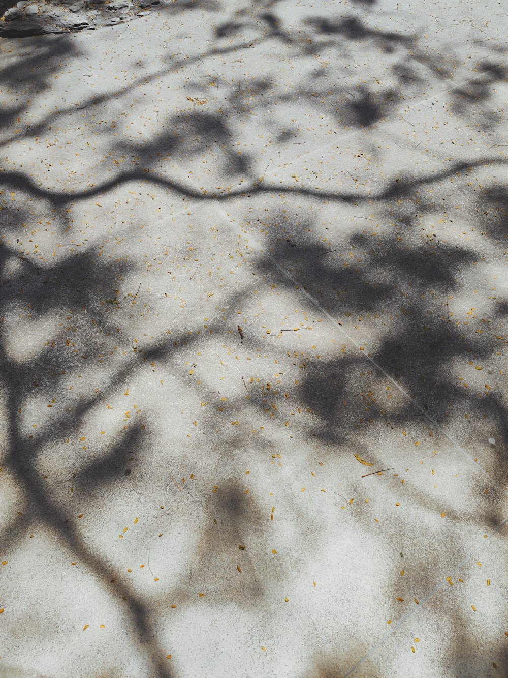 the shadow of a tree on a sidewalk