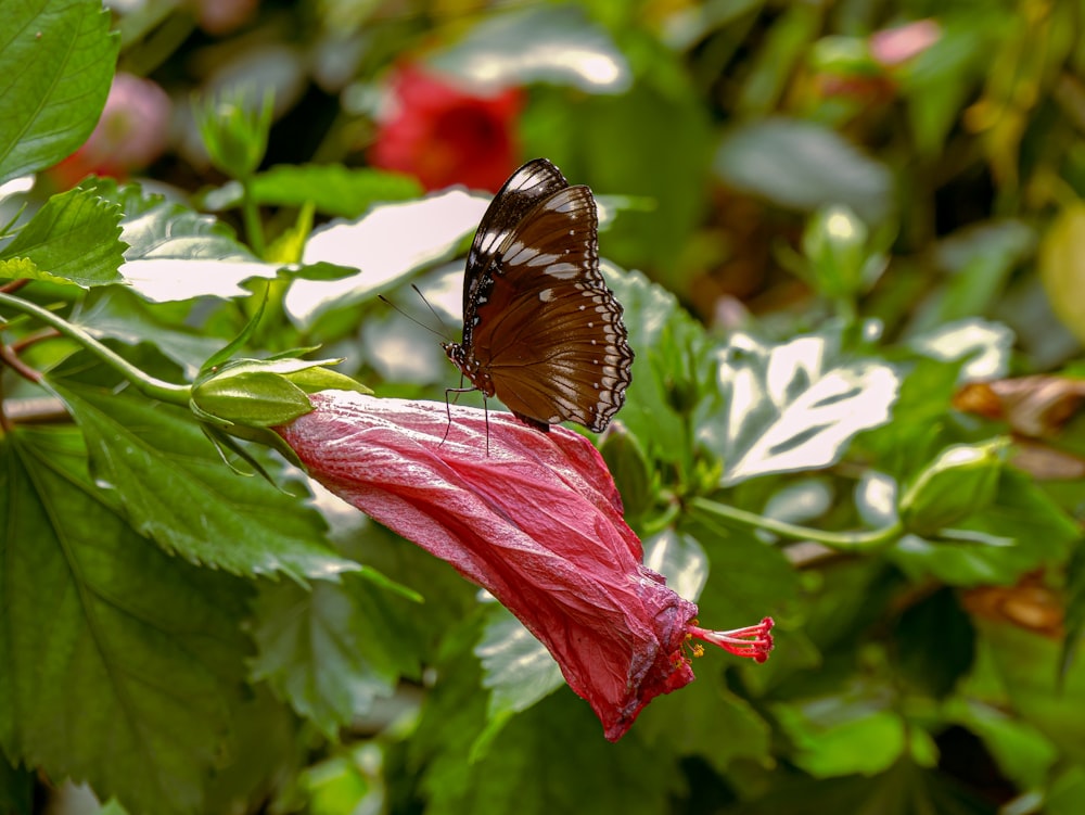 a brown butterfly sitting on top of a red flower